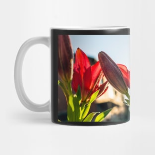 Bright red lily (Lilium) flowers against evening sun Mug